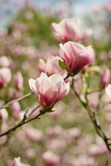 Fototapeta premium Blossoming of magnolia flowers in spring time, retro vintage hipster image