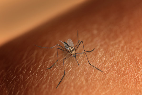 mosquito auf arm
