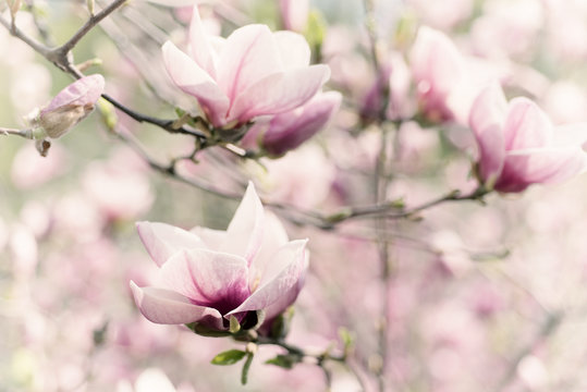 Fototapeta Blossoming of magnolia white flowers in spring time, retro vintage hipster image