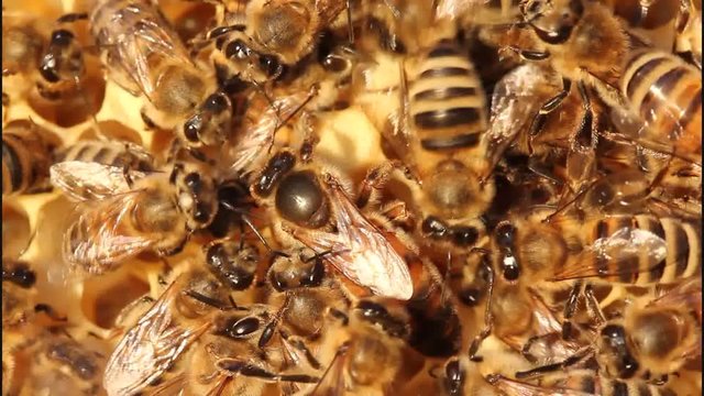Queen bee lays eggs in the honeycomb.
Queen bee is always surrounded by the workers bees – their servant. 
Bees make bee queen to lay eggs.
