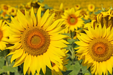 Fototapeta premium A beautiful sunflower field