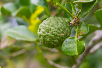 Leech lime or bergamot fruits on tree