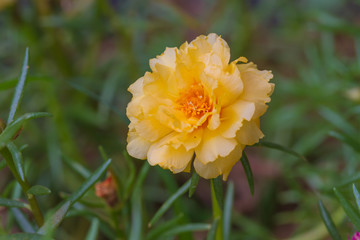 close up Portulaca flowers