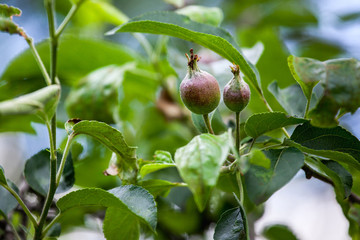Young fruit after flowering apple hanging on a tree in the garden. Close-up.