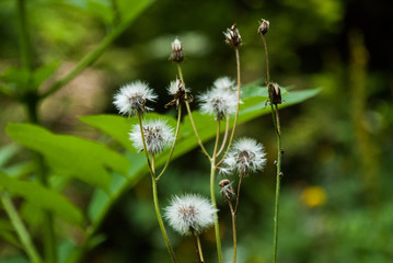 Faded wild flowers with fluffy seeds