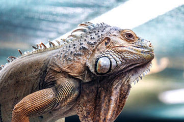 live exotic iguana
