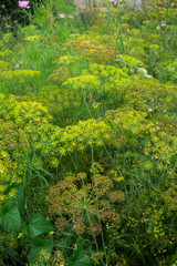 Obraz premium Multicolored blossoms dill