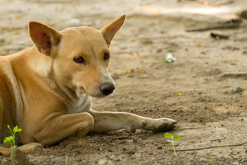 Naklejka na ściany i meble Thailand Dog Looking a Hope