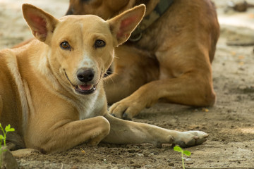 Naklejka na ściany i meble Thailand Dog Looking a Hope