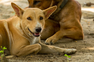Thailand Dog Looking a Hope
