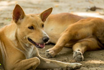 Thailand Dog Looking a Hope
