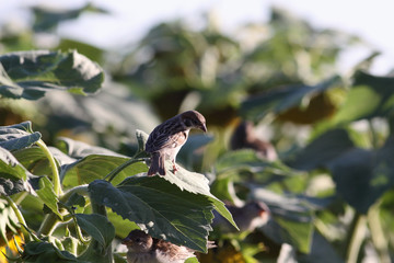 The sparrows are stealing someone else's sunflower. No wonder they are called thieves