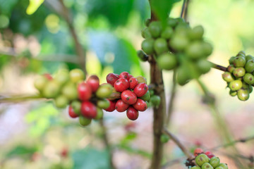 Fototapeta premium Coffee beans on tree
