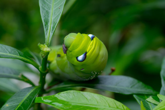 close up Caterpillar, green worm is eating leaf .(Selective focu