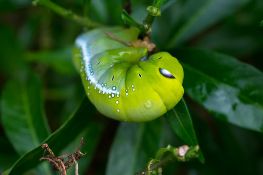 Close up Caterpillar, green worm is eating leaf .(Selective focus)