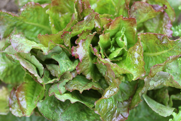 Salades