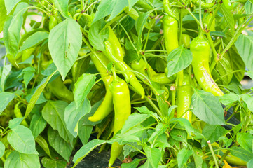 Green chilies growing in eco farming greenhouse