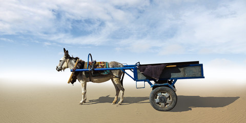 The donkey harnessed to a cart standing in the desert.