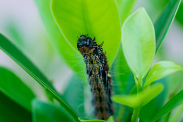 Close up Caterpillar worm is eating leaf .(Selective focus)