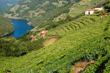 Vineyards along the River Minho, Lugo (Spain)