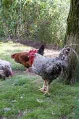 Farmyard poultry