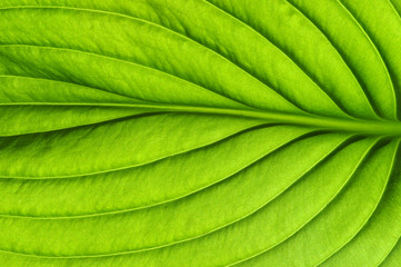 green leaf texture
