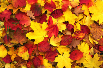  autumn leaves