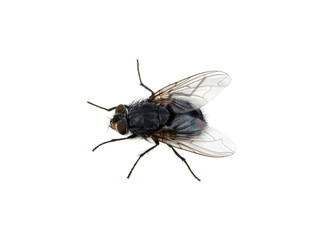 fly on a white