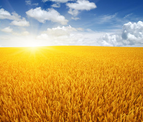 Naklejka premium wheat field and sun