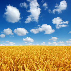 Naklejka premium wheat field and sky