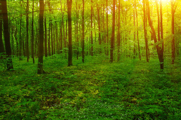 Obraz premium Las i słońce