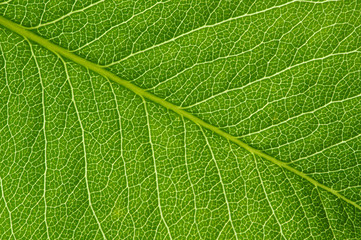  green leaf texture