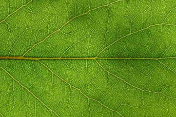 Obraz premium green leaf texture