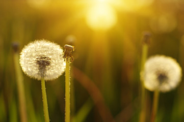 dandelions in the sun