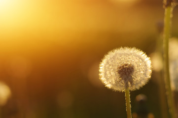 dandelions in the sun