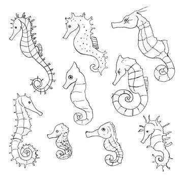 Hand drawn vector line sea horse illustration set. Doodle line sea horses.