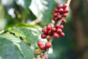 Coffee beans on tree