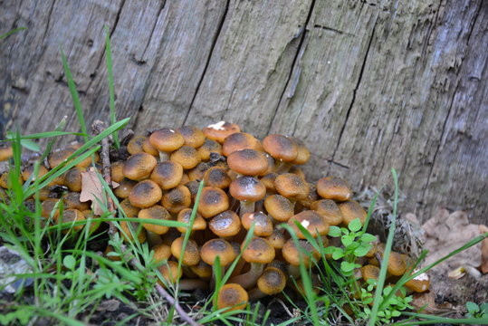 A group of mushrooms in a park