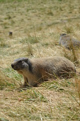 Marmotte