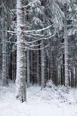 Foto auf Leinwand Trees covered with snow in France, Vosges. © V.Devolder