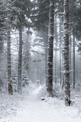 Trees covered with snow in France, Vosges.