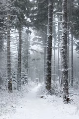 Foto auf Alu-Dibond Trees covered with snow in France, Vosges. © V.Devolder