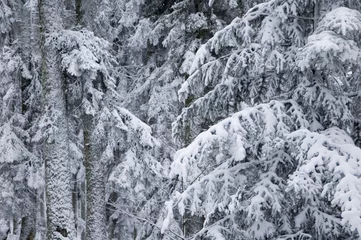 Foto auf Leinwand Forest in wintertime.  © V.Devolder