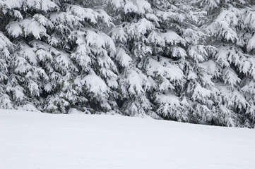 Pine trees covered with snow. © V.Devolder