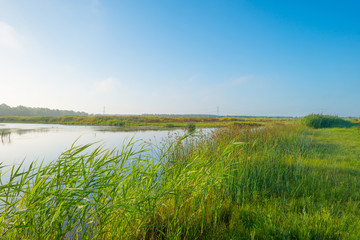 Obraz premium Shore of a lake in summer morning