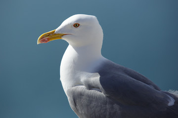 Seagull close-up portrait on blue background