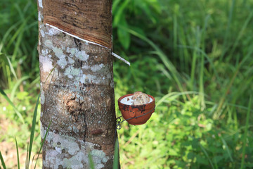 rubber milk in the bowl from rubber tree