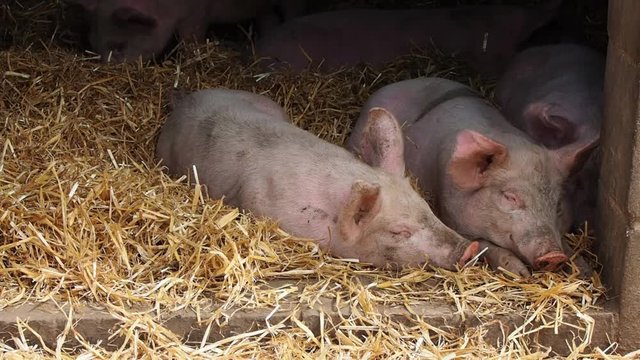 Two little pigs on a hay in pigsty on the farm in English countryside