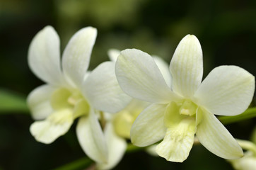 Fototapeta premium Blossom vanda orchid