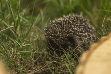 Hedgehog